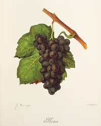 Flona grape