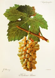 Kokour Blanc grape