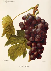 Milton grape