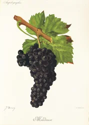 Mondeuse Grape