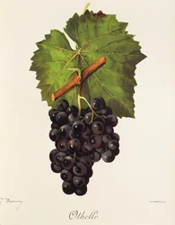 Othello grape