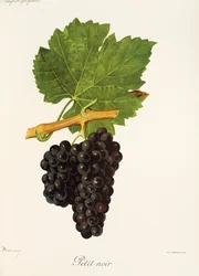 Petit Noir grape
