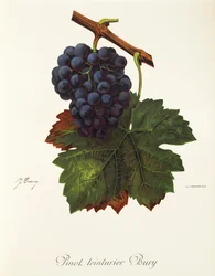 Pinot Teinturier Bury grape