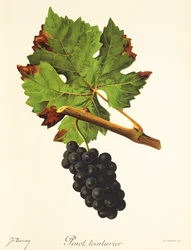 Pinot Teinturier Grape