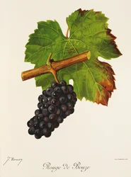 Rouge de Bouze grape