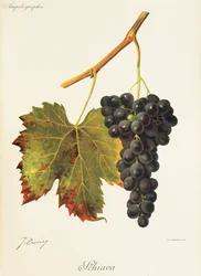 Schiava Grape