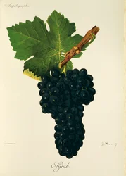 Syrah Grape