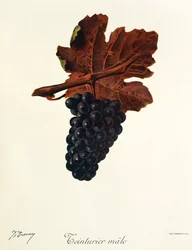 Teinturier Male grape