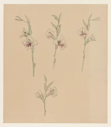 Flower Studies