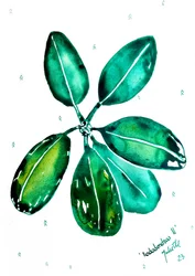 Fresh Rhododendron Leaves