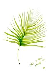 Green Palm Leaf Watercolor