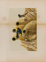 Cliff Swallows