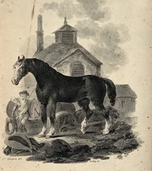 A Dray Horse Standing in Front of the Dray with the Drayman