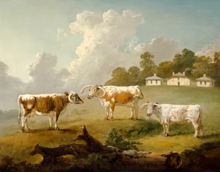 Three Long-Horned Cattle in Landscape