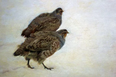 Partridges