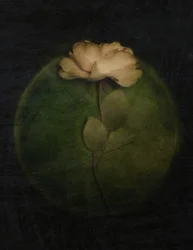 Moody Rose Glow