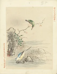 Kingfisher Looking at Bird by Water