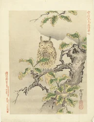 Owl on Branch