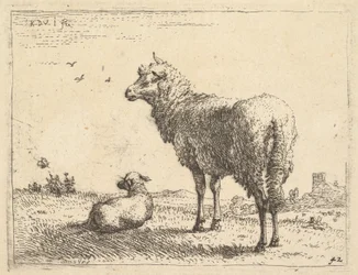 A Mature Sheep in Three-Quarters View