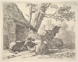 Four Sheep, One Sheep Stands Among Three Others Lying on the Ground Next to a Shed