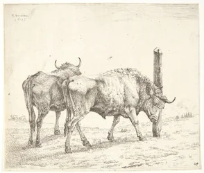The Two Oxen