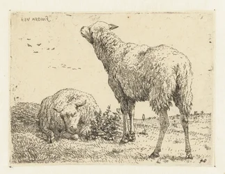 Two Sheep