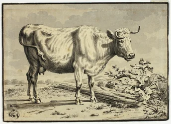 Cow