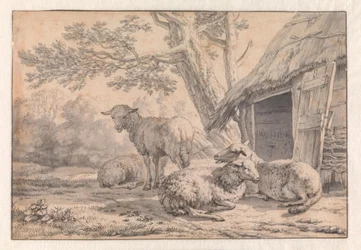Sheep by a Barn