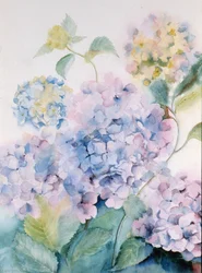 Hydrangea, Blue Wave I