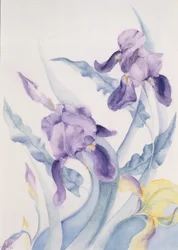 Iris, Blue Mare