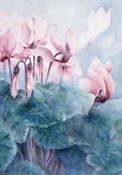 Pink Cyclamen Pseudibericum