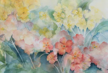 Polyanthus, Mixed Hybrids