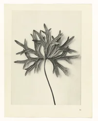 Plant Studies (Urformen der Kunst: photographic plant images series)