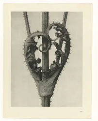 Plant Studies (Urformen der Kunst: photographic plant images series)