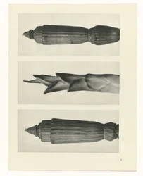 Plant Study