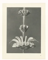 Plant Study