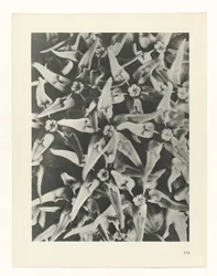 Plant Study