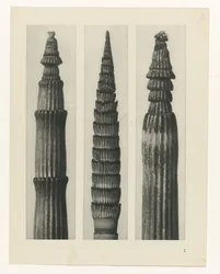 Plant Study