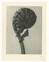 Plant Study