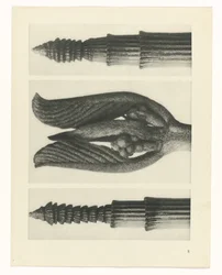 Plant Study (Urformen der Kunst series)