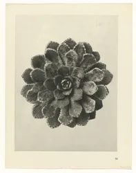 Plant Study (Urformen der Kunst series)