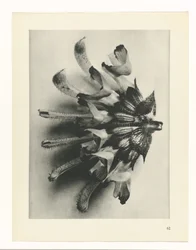 Plant Study (Urformen der Kunst series)