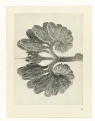Plant Study (Urformen der Kunst series)