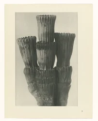 Plant Study (Urformen der Kunst series)