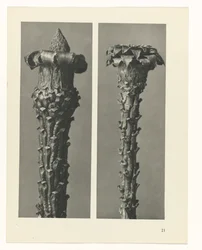 Plant Study (Urformen der Kunst series)