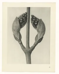 Plant Study (Urformen der Kunst series)