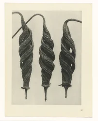 Plant Study (Urformen der Kunst series)