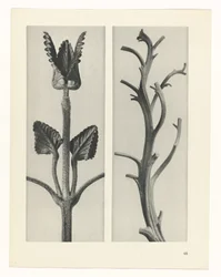 Plant Study (Urformen der Kunst series)