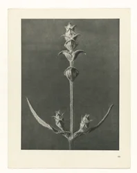 Plant Study (series title: Urformen der Kunst)