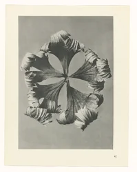 Plant Study (series title: Urformen der Kunst)